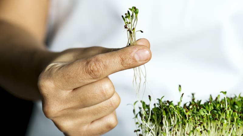 Microgreens: Jak pěstovat zdravé klíčky? Zelené lístky jsou plné vitamínů