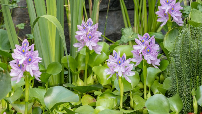 Vodní hyacint pěstujte v zahradním jezírku. Nesmí se ale dostat do volné přírody