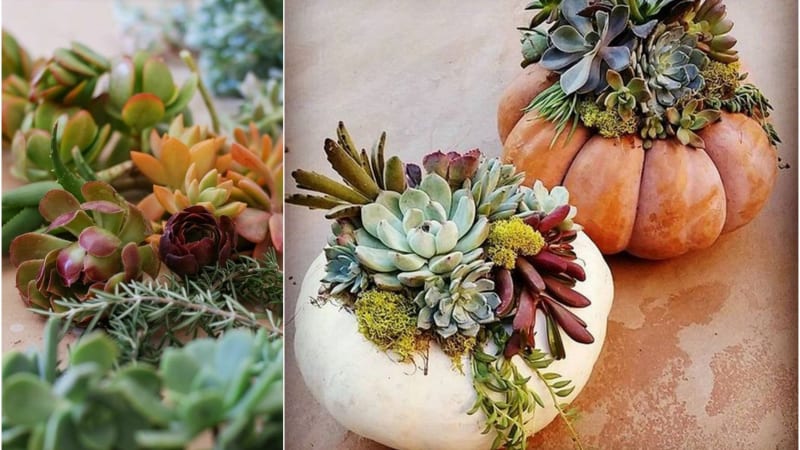 Dýně a sukulenty: Perfektní dvojka pro podzimní dekorace
