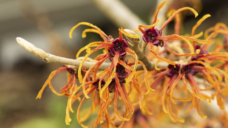 Vilín: Rozložitý keř svými květy prozáří i zimní zahradu