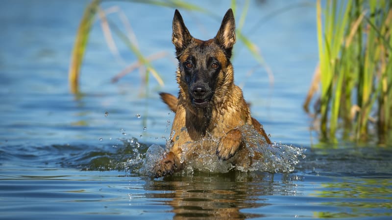Naučte svého psa plavat! S výcvikem je třeba začít už v mládí