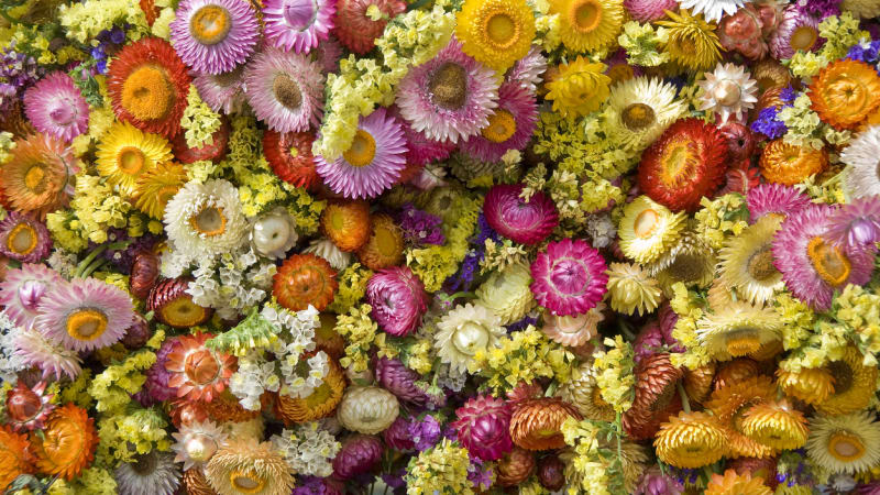 10 letniček pro suché vazby: Vypěstujte si květinový materiál na zimní dekorace