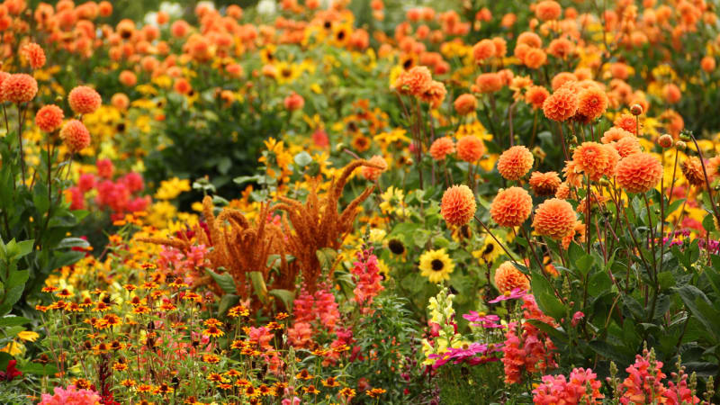 7 odolných rostlin pro vaši zahradu: Nemusíte se o ně příliš starat a zvládnou i výkyvy počasí