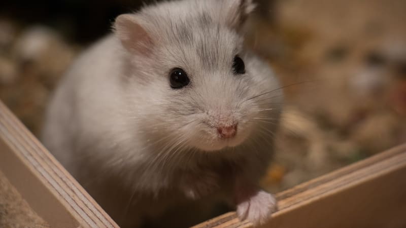 Nejlepší zvířata pro děti jsou obří šneci i malé myši