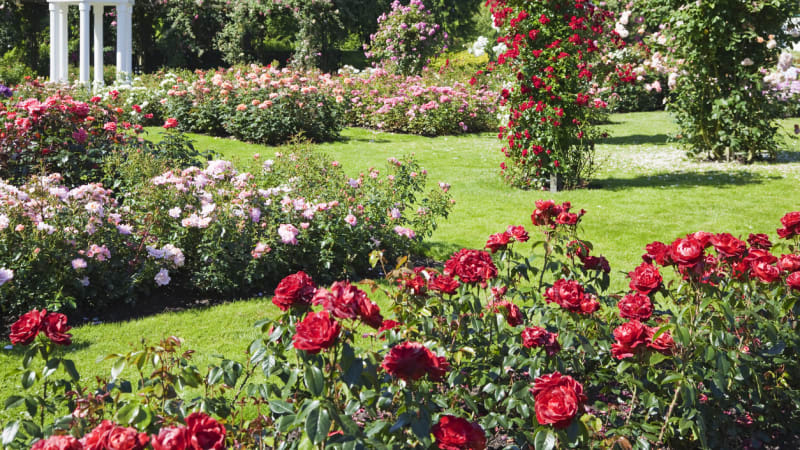 10 nejkrásnějších růžových zahrad: Vydejte se za romantikou