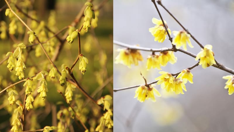 Zimní keře s květy v barvě slunce: Lískovníček a zimnokvět