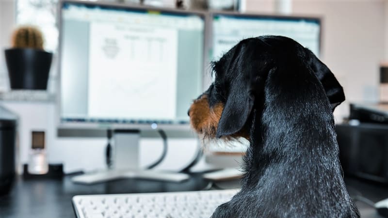 Pes v kanceláři: Co byste měli vědět, než s sebou vezmete psa do práce