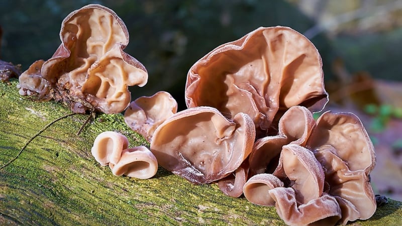 Jidášovo ucho: Chuťově vynikající houba s léčivými účinky roste celý rok. Čaj posiluje imunitu