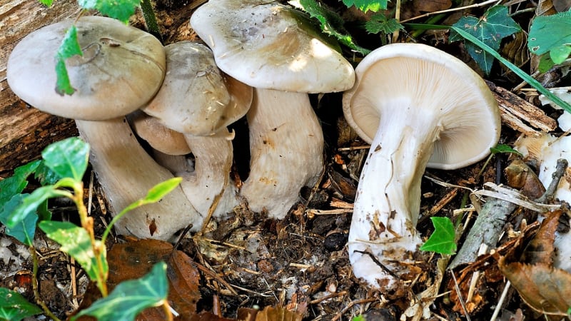 Strmělky mlženka a anýzka jsou výtečné podzimní houby. Jedna je skvělá v octě, druhá v čokoládě