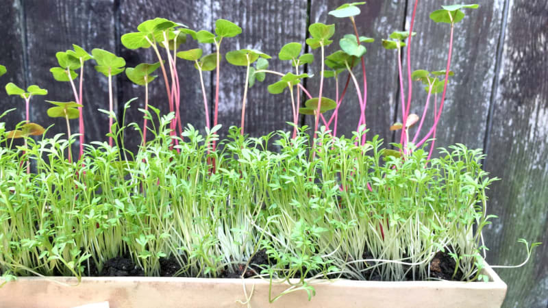 DIY video, jak udělat výsevní pásky se semínky bylin, zeleniny i květin