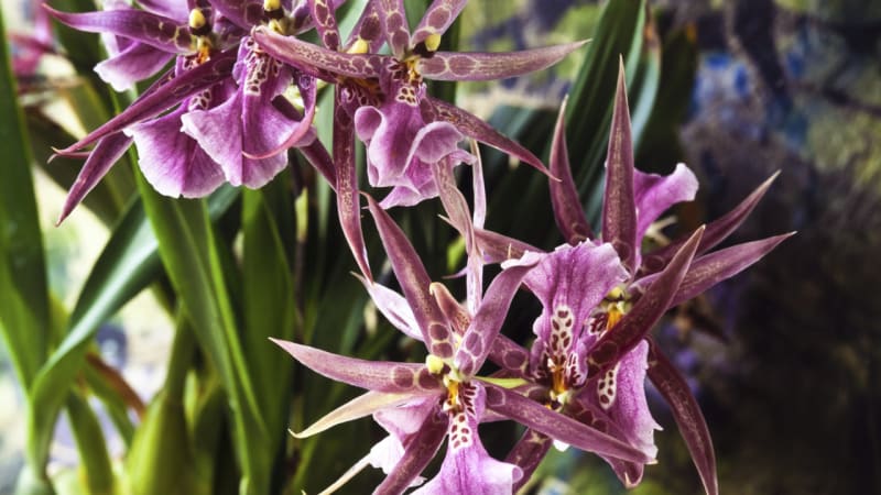 Orchideje, exotické krásky: Vyberte si podle podmínek svého bytu