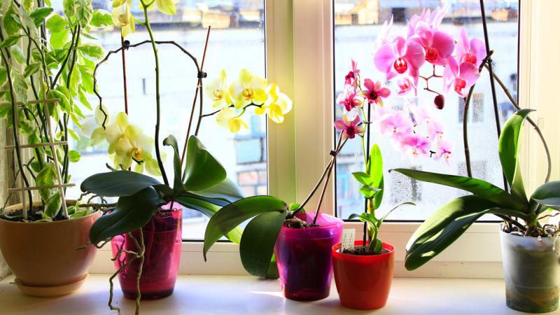 Jak přinutit orchideje, aby znovu kvetly