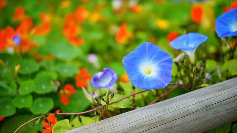 Pnoucí letničky: Tyto krásky kvetou všemi barvami a zakryjí zeď, plot i nevzhledná zákoutí