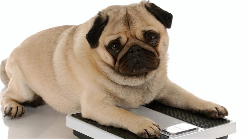 Když pes musí zhubnout aneb 7 doporučení, jak zvládnout psí dietu