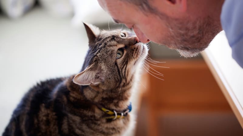 8 věcí, které můžeme udělat pro svou stárnoucí kočku