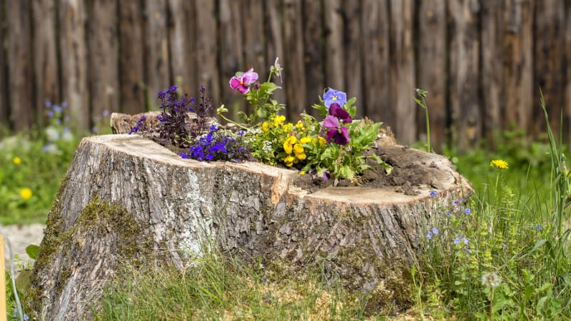 Jak využít pokácený strom? Vytvořte koryto na květiny nebo květináč z pařezu