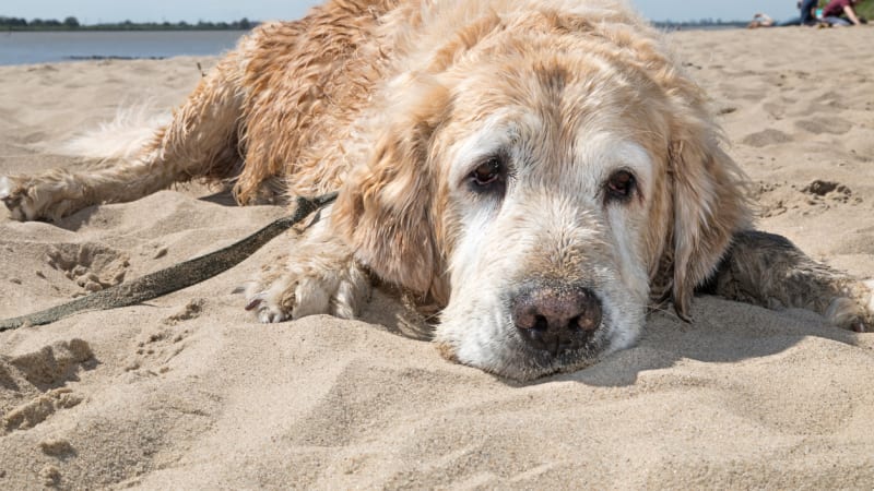 Pes v létě: Kdy venčit a jak poskytnout první pomoc při přehřátí?