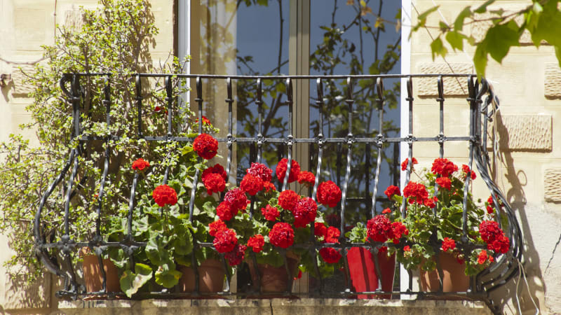 Balkonové květiny, které milují letní vedro a přežijí vysoké teploty! Znáte je?