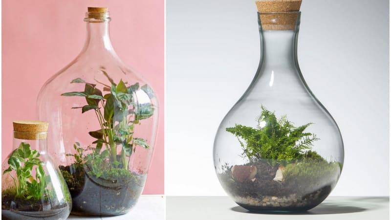 Zahrádka ve sklenici: Do florária vysaďte rostliny, které pomalu rostou