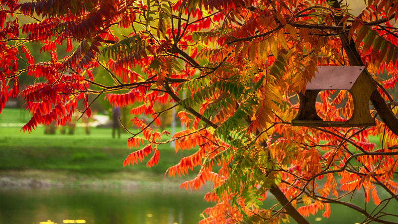 Škumpa orobincová má na podzim krásné listy i plody, ale pozor, aby se nerozrostla do celé zahrady