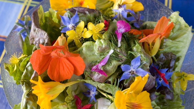Voní i chutnají: Begonie, karafiáty a další květiny ze zahrádky, které můžete sníst