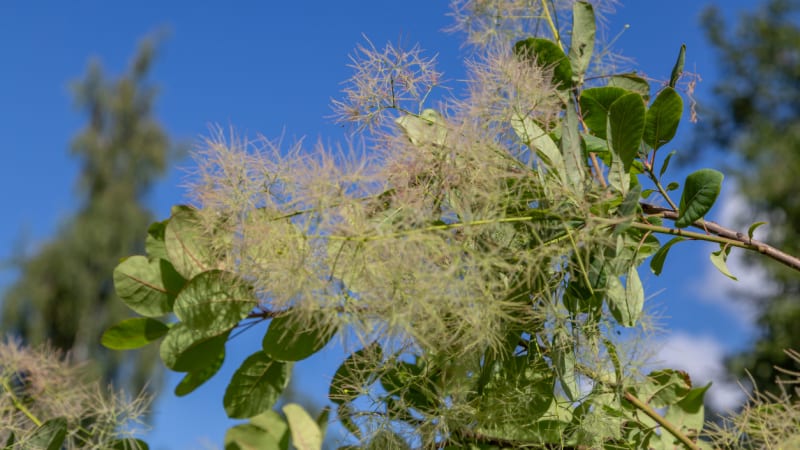 Ruj vlasatá neboli kouřový strom: Jedovatá krasavice zdobí na podzim zahrady i parky