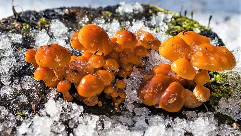 Oranžová penízovka sametonohá: Říká se jí vánoční houba, skvěle chutná a roste celou zimu