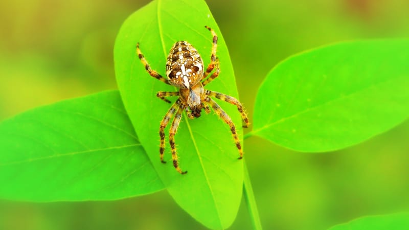 Přírodní roztok zabrání pavoukům, aby se dostali do vašich domovů. Vyrobíte ho snadno