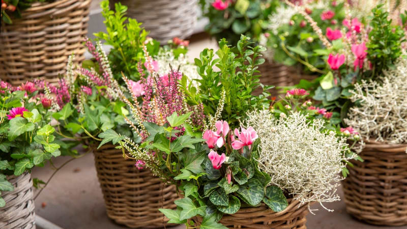 Osázené podzimní truhlíky a květináče: Vyzdobte si okna i balkony vhodnými rostlinami