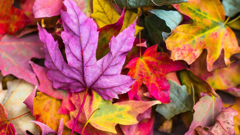 Nejbarevnější listy mají na podzim ambroň, ginkgo i blahodárná aronie