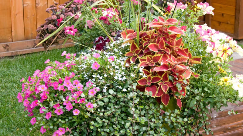 Balkonové rostliny s okrasnými listy krásně doplní kvetoucí letničky. Září mnoha barvami