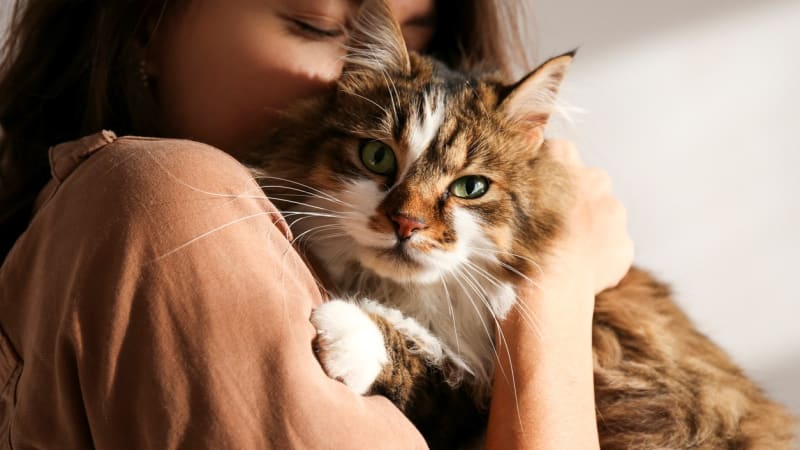 Kočičí horoskop: Znamení zvěrokruhu odhalí povahu vaší kočky. Ryby bývají mazlivé, Váhy rošťáci