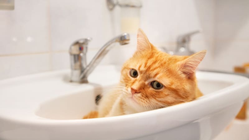 Domácí salon krásy pro kočky: Jak pečovat o drápky, ouška i kožíšek