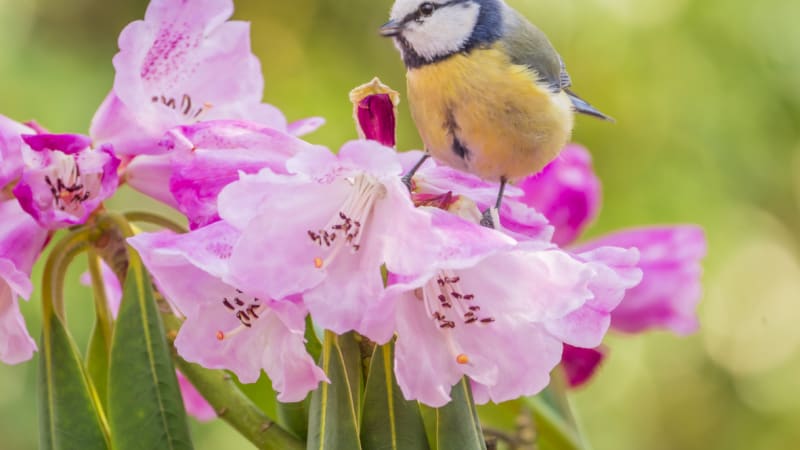 Jak přilákat ptactvo na zahradu? Dodržujte těchto 5 kroků