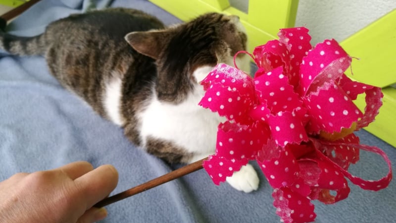 Mávátko pro kočku: Vyrobte hračku, která zabaví vás i vaše domácí šelmy