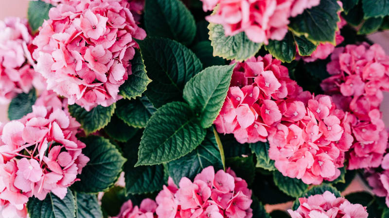Rostliny s růžovými květy můžete pěstovat na zahradě i na balkoně. Máme pro vás 46 druhů