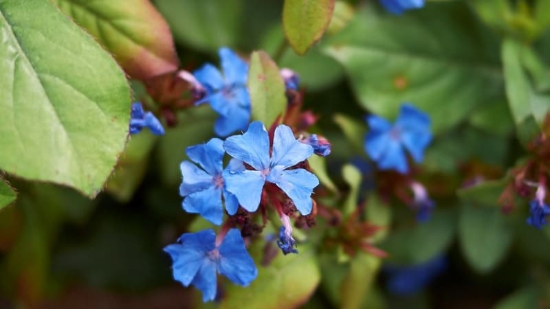Rohovec olověncovitý vás od srpna do října potěší krásně modrými květy. Naučte se ho pěstovat