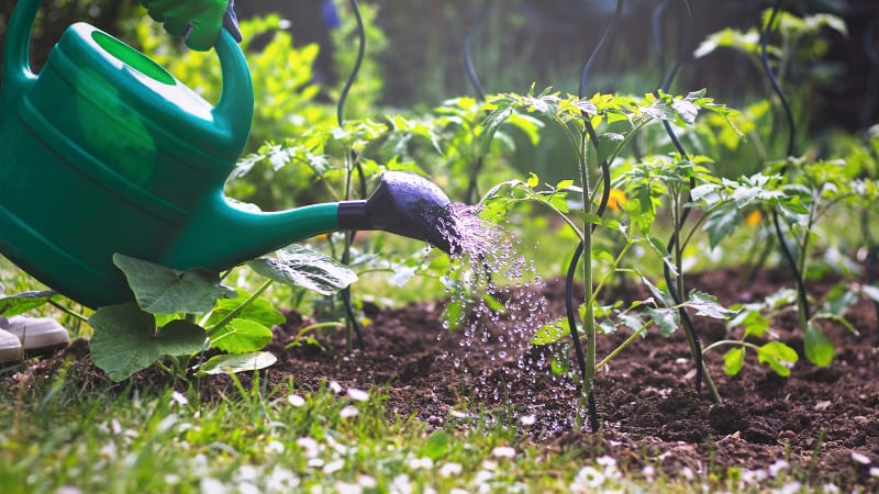  Dejte přednost domácím rostlinným hnojivům a postřikům před chemickými