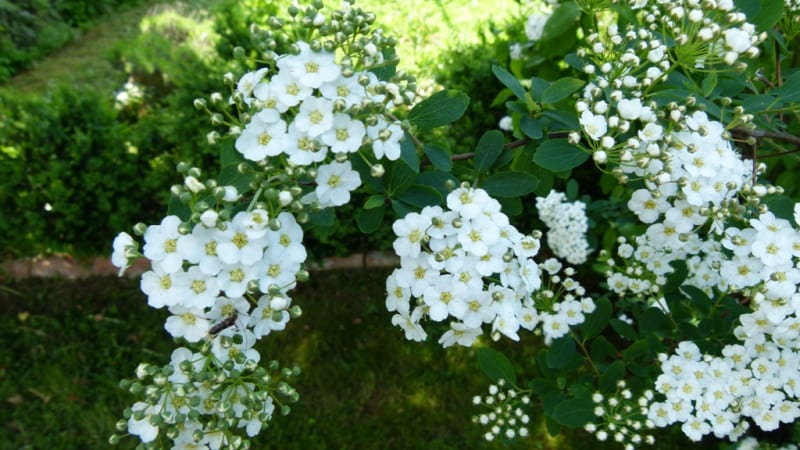 Vysaďte bíle kvetoucí keře. Něžné květy rozjasní každou zahradu