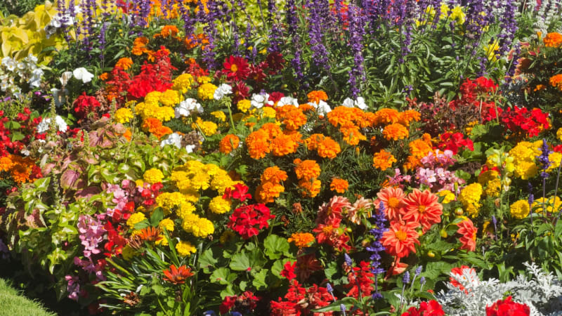 Barvy květů působí na psychiku. Vyberte si ty, které vás správně naladí a zharmonizují