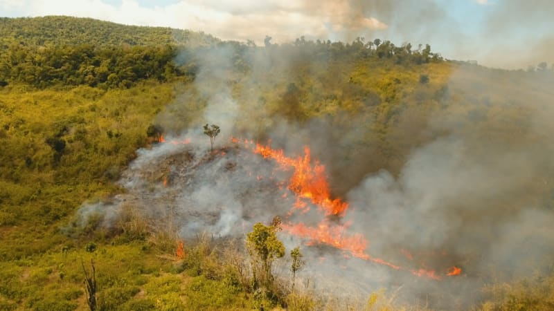 Ohrožuje hořící Amazonie Čechy? Kam nás katastrofa žene a co můžeme udělat hned teď