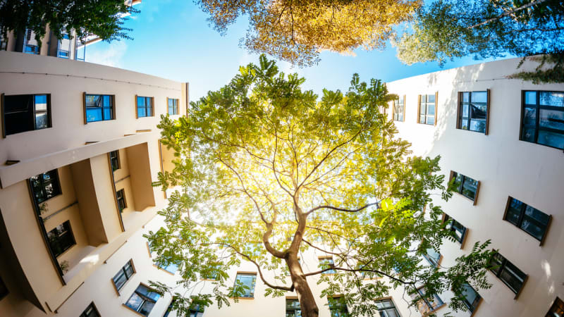 Stromy ochlazují města až o 5,5 stupňů: Jak je ale sázet, abychom se zachránili před letními parny?