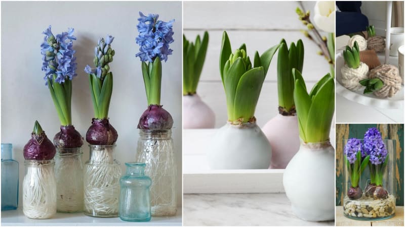 Jarní dekorace z hyacintů: Zkuste květiny zasadit do vosku i mechu nebo je omotejte vlnou