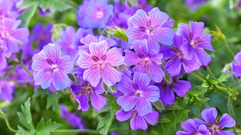 Kakost ´Rozanne´: Nejkrásnější a nejdéle kvetoucí zahradní kultivar kakostu