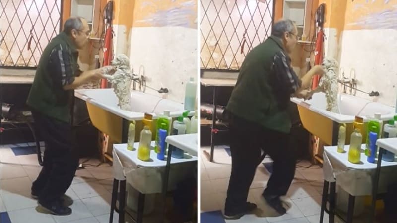 Kouzelné video: Psího "holiče" přistihli, že své klinety nejenom myje, ale že s nimi i tančí