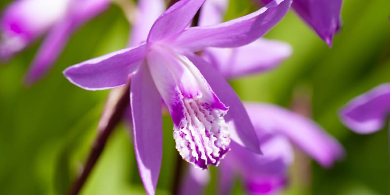 Orchidej vzpřímená (Bletilla Striata) 