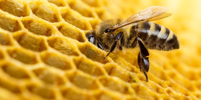 Včelí plástve jsou jedinečné dílo, krásné i na pohled