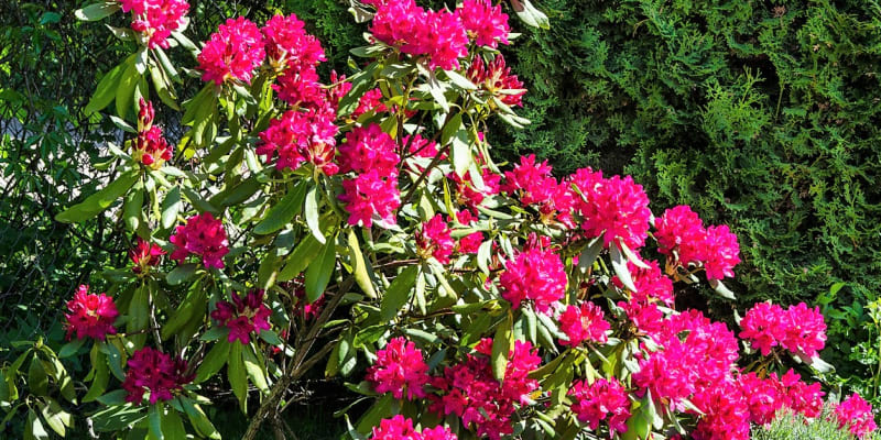 Rododendrony (Rhododendron), mají svou každoroční slávu za sebou, to však neznamená, že bychom je okamžitě měli pustit z hlavy, protože i po odkvětu potřebují naši péči.
