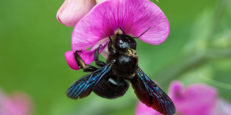 Drvodělka, obří včela samotářka, je neškodná a užitečná 1