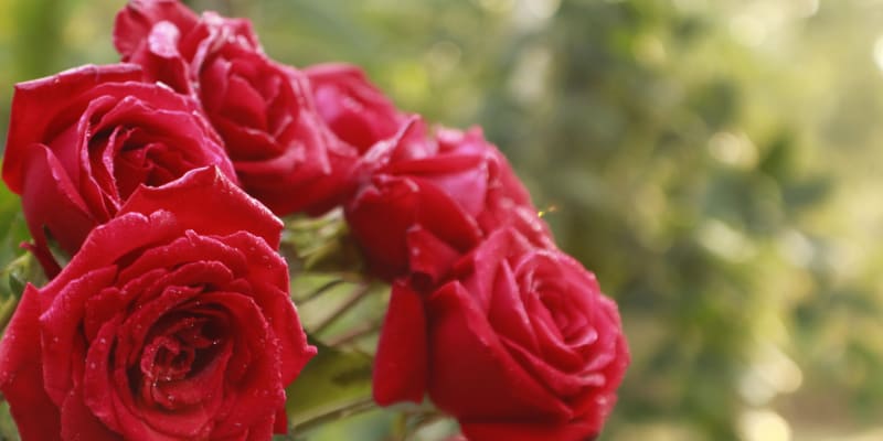 Růže: Miluji tě!